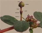   Cyathium with capsule